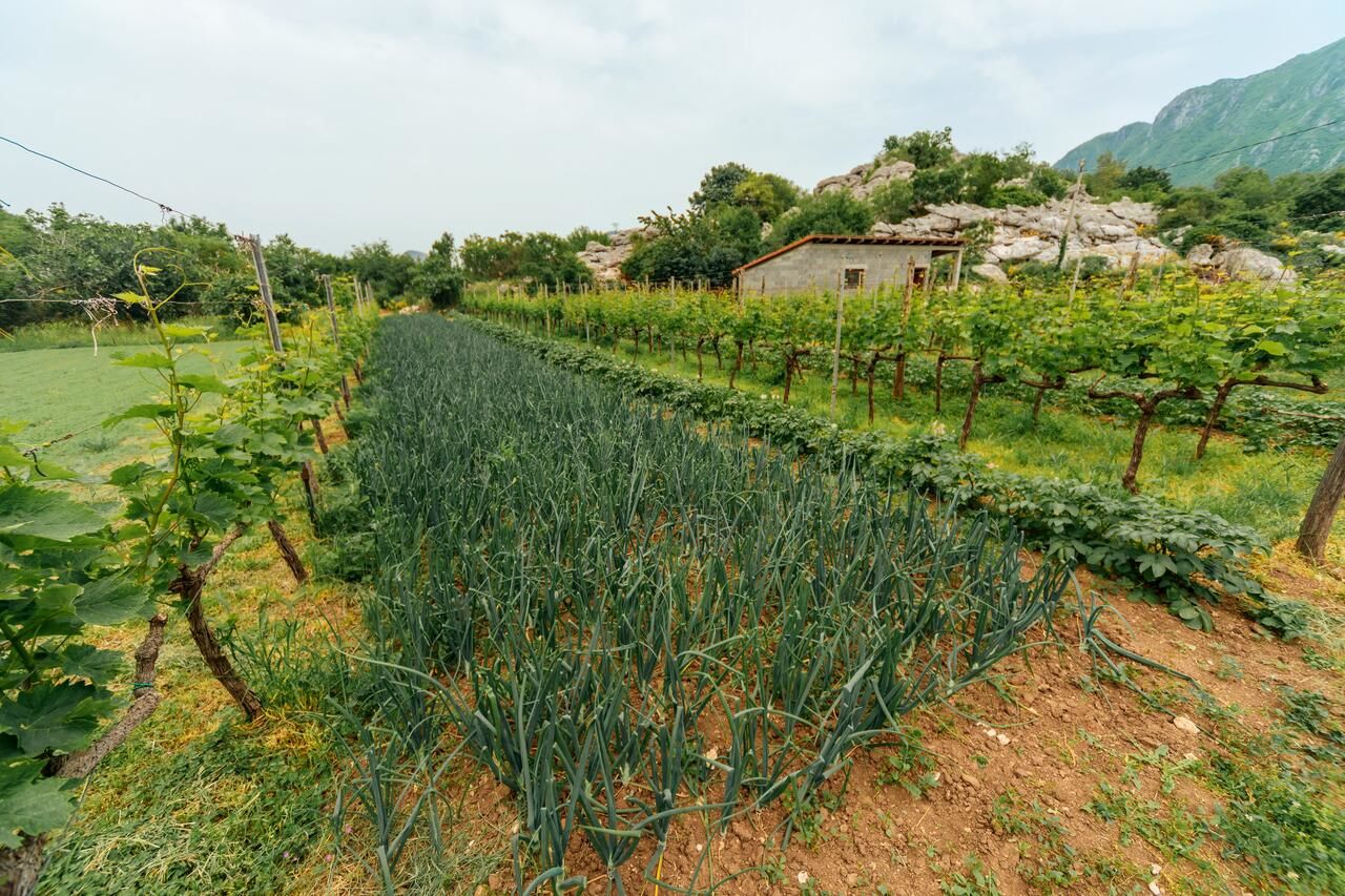 Апартаменты Apartments EcoNature Вирпазар