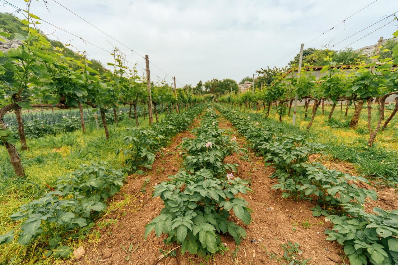 Апартаменты Apartments EcoNature Вирпазар