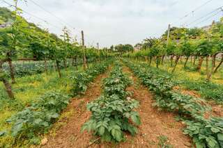 Апартаменты Apartments EcoNature Вирпазар Апартаменты с 1 спальней и террасой-18