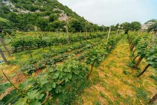 Апартаменты Apartments EcoNature Вирпазар Апартаменты с 1 спальней и террасой-72