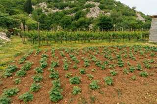 Апартаменты Apartments EcoNature Вирпазар Апартаменты с 1 спальней и террасой-77